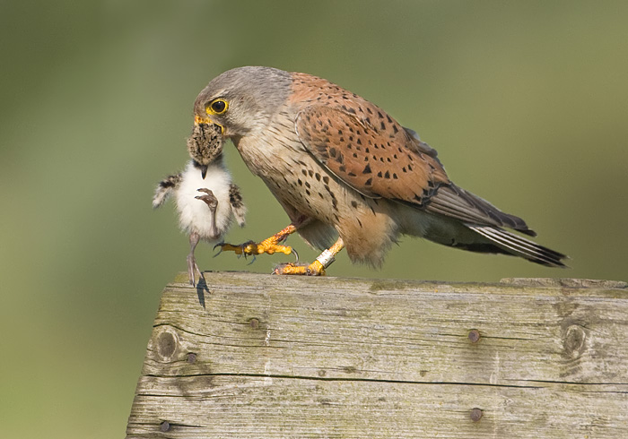 torenvalk man met kievit pull.jpg